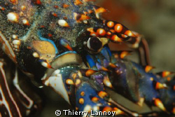 Panilirus Inflatus - Spiny Lobster in Cabo Pulmo Marine P... by Thierry Lannoy 